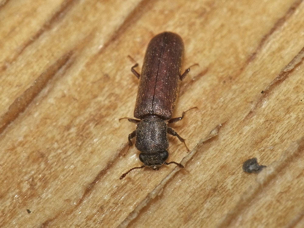 Lyctus brunneus (cf.)